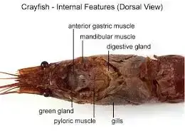 HOW DO CRAYFISH BREATH? (Full illustrative guide with ...