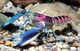 Can crayfish live with fiddler crab? 