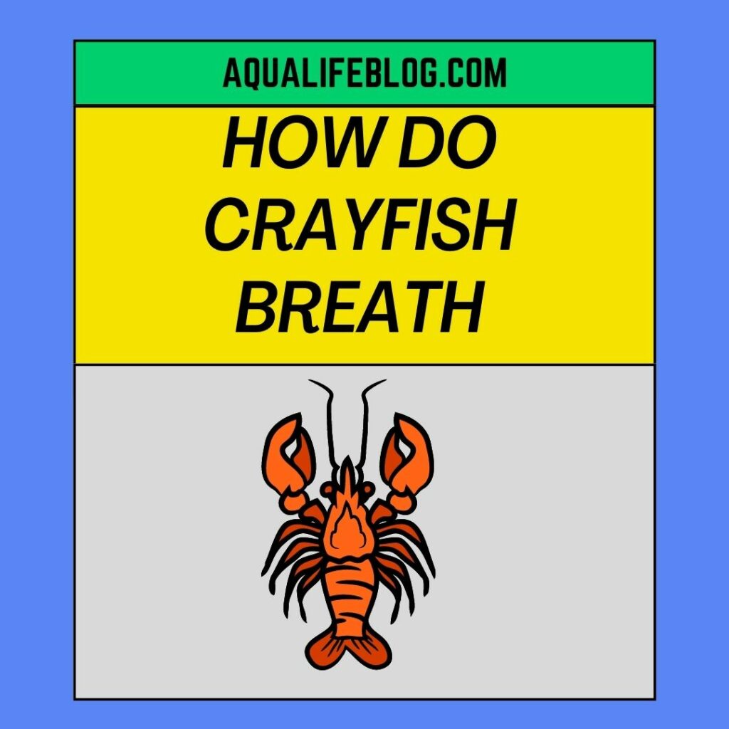How Do Crayfish Breath