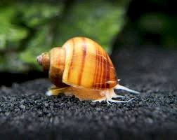 Do Mystery Snails outgrow their shells? 