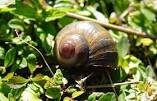 Mystery snail