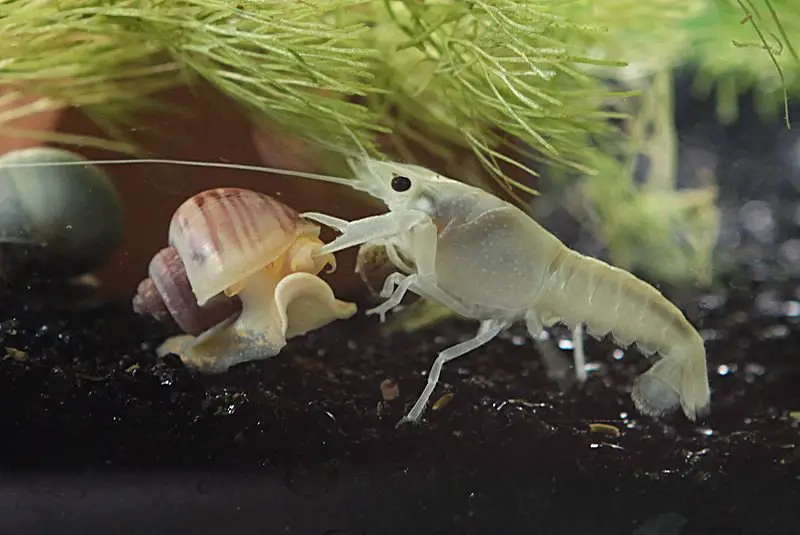 Crayfish about to eat a snail