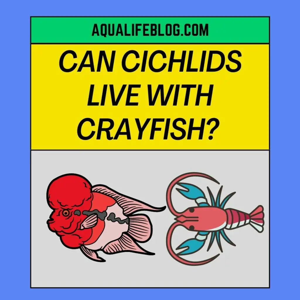 Can Cichlids Live With Crayfish