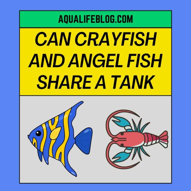Can Crayfish And Angel Fish Share A Tank?
