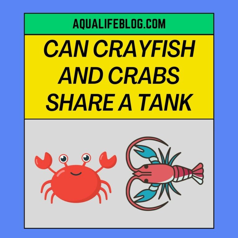 Can Crayfish And Crabs Share A Tank?