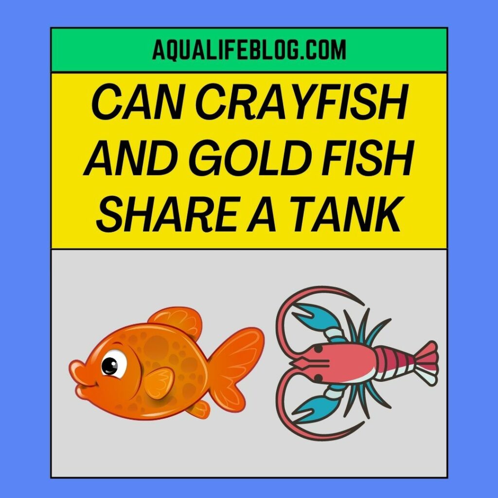 Can Crayfish And Gold Fish Share A Tank