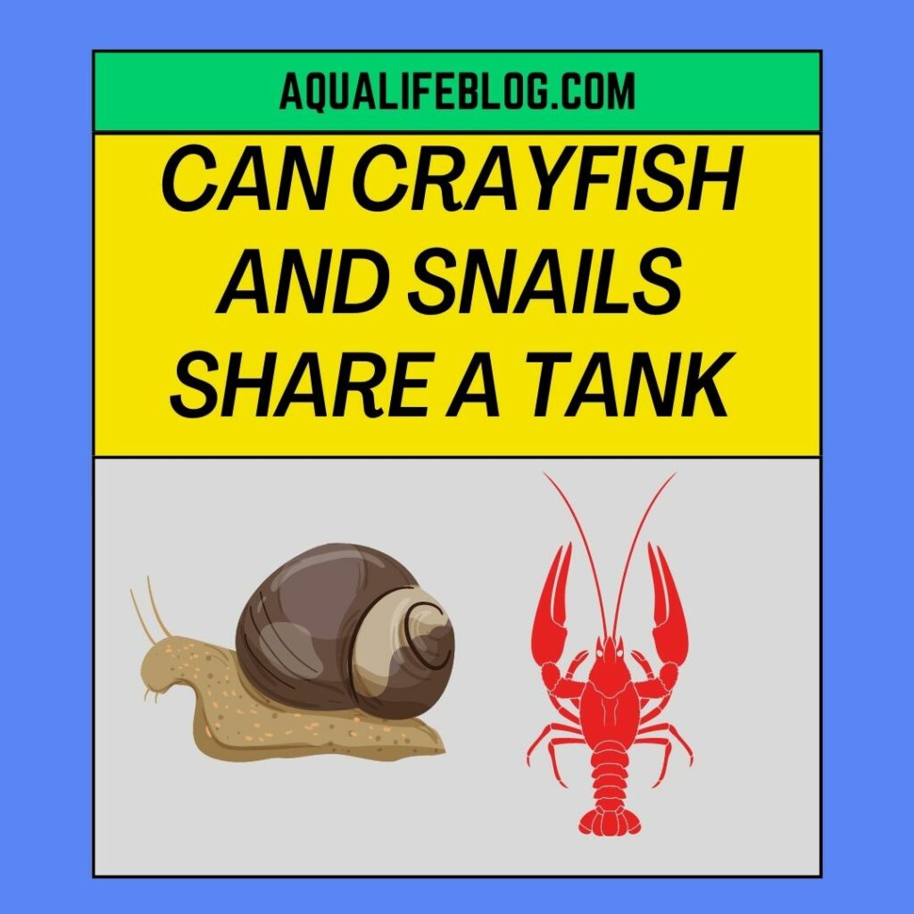 Can Crayfish And Snails Share A Tank