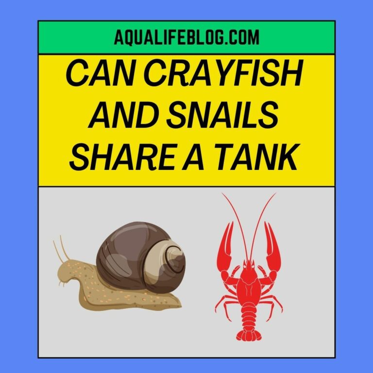 Can Crayfish And Snails Share A Tank? Why They Can’t