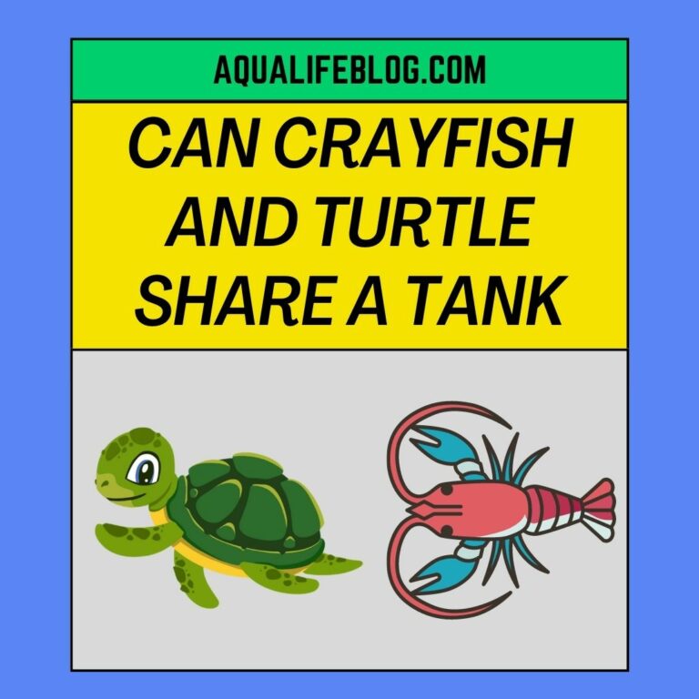 Can Crayfish And Turtle Share A Tank?