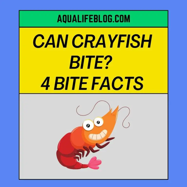 Can Crayfish Bite? (4 Facts About Crayfish)