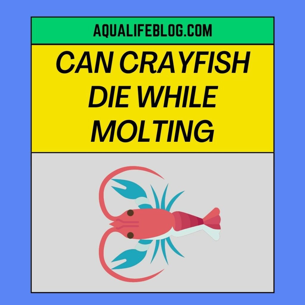 Can Crayfish Die While Molting