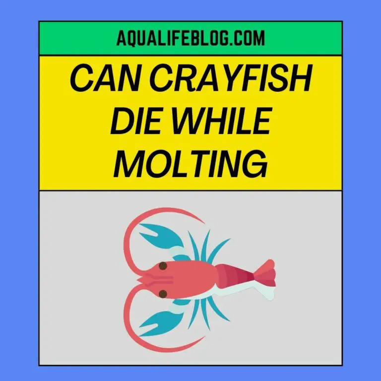 Can Crayfish Die While Molting? ( 6 Reasons Why It Can Happen) - Aqualife