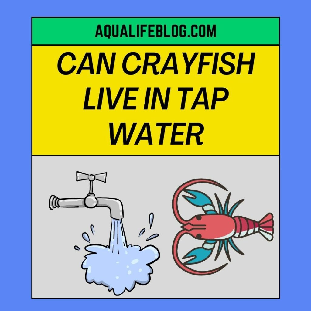 Can Crayfish Live In Tap Water