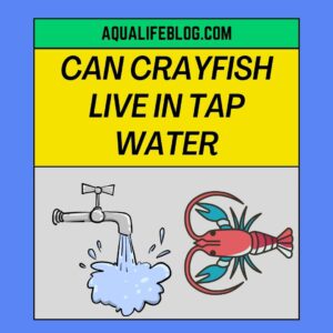 Can Crayfish Live In Tap Water