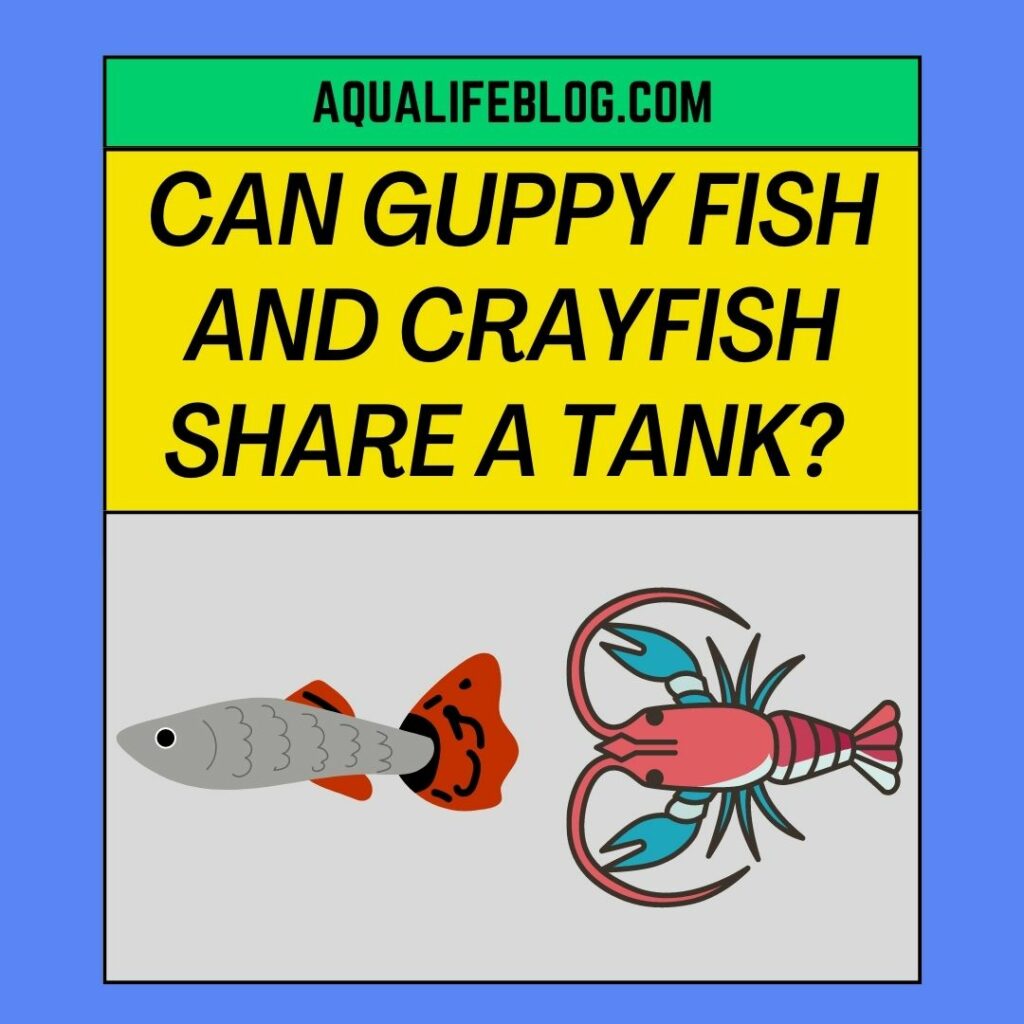 Can Guppy Fish And Crayfish Share A Tank