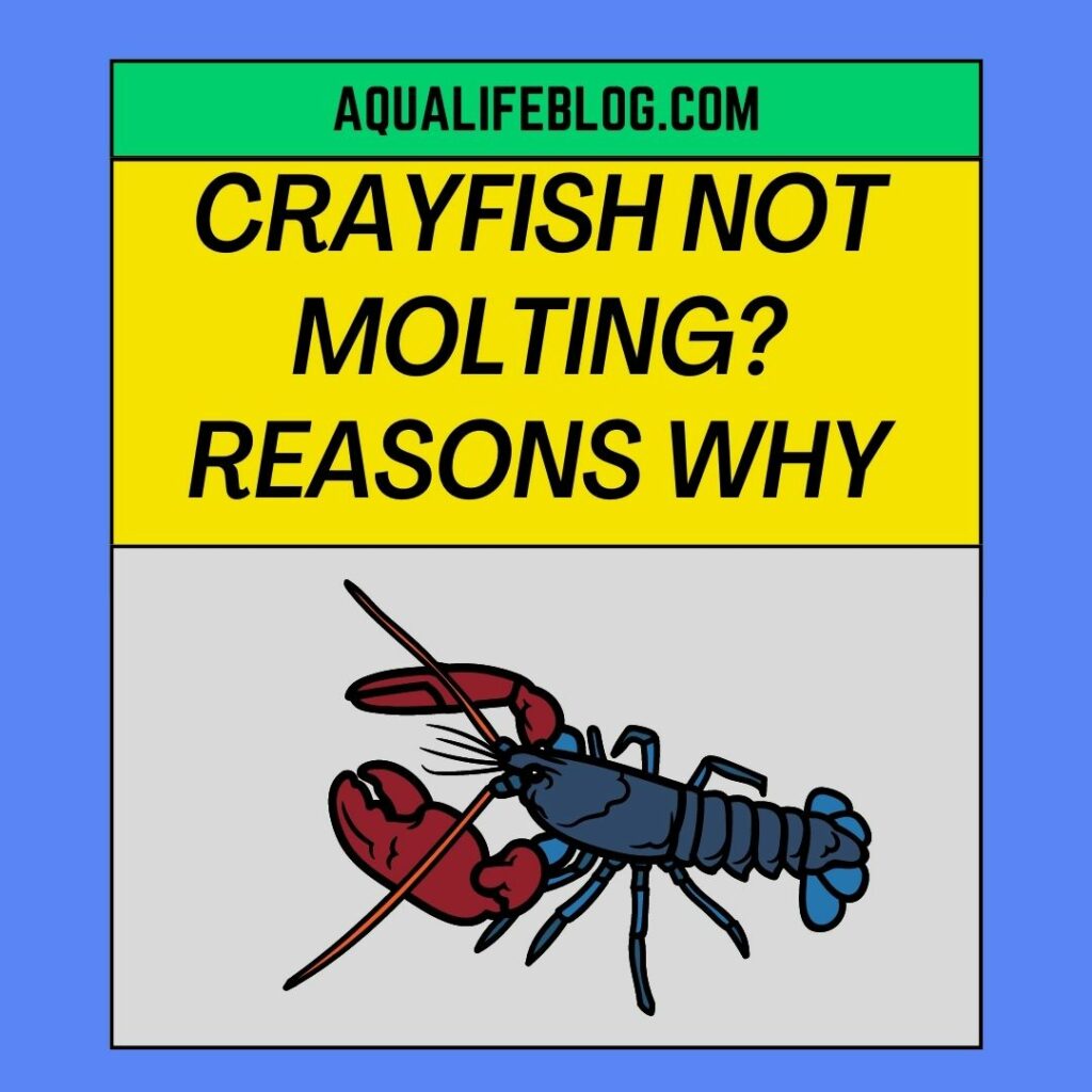 Crayfish Not Molting