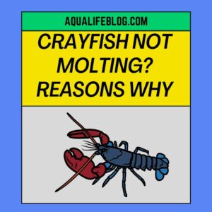 Crayfish Not Molting