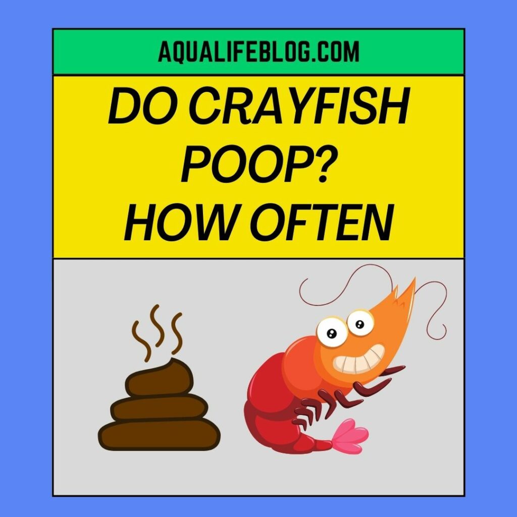 Do Crayfish Poop