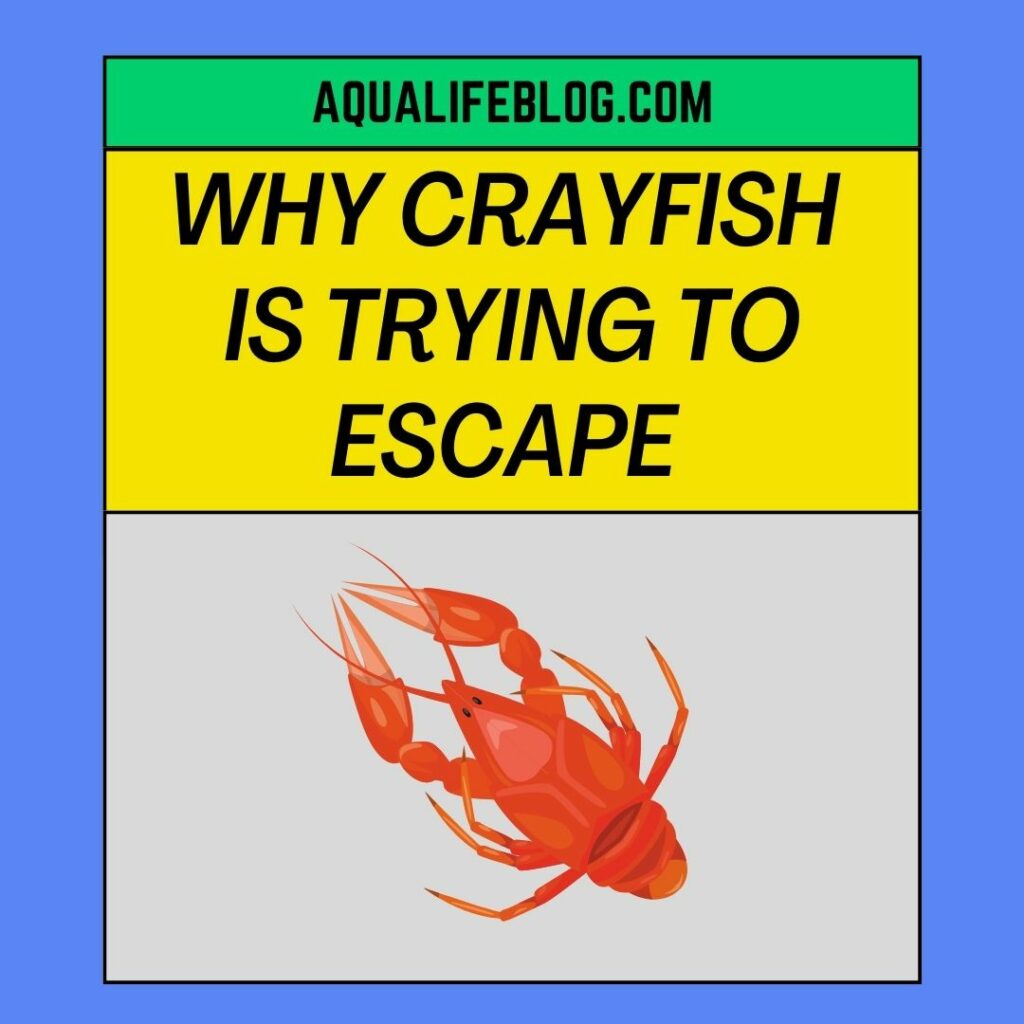 Reasons Why Your Crayfish Is Trying To Escape