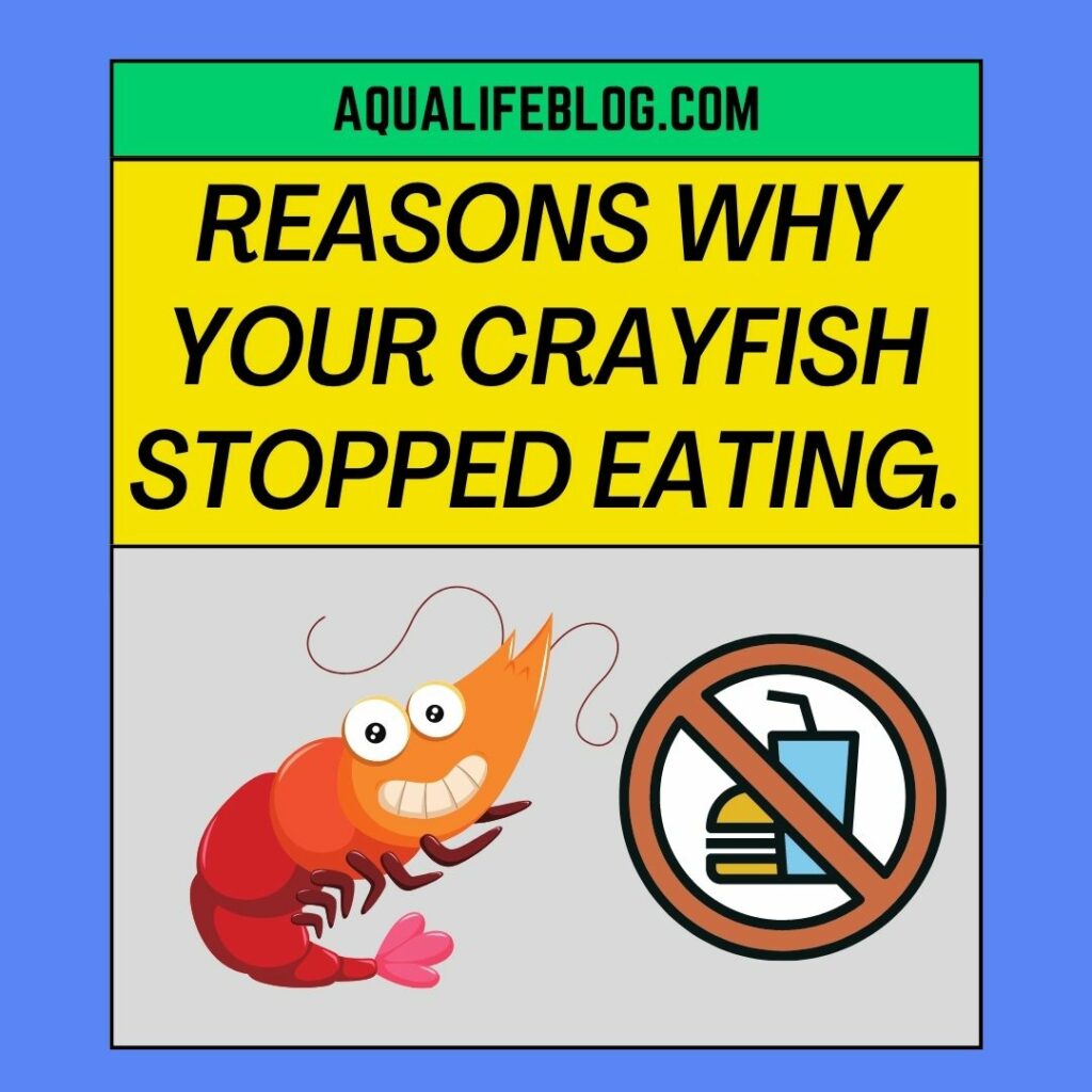 Why Your Crayfish Stopped Eating