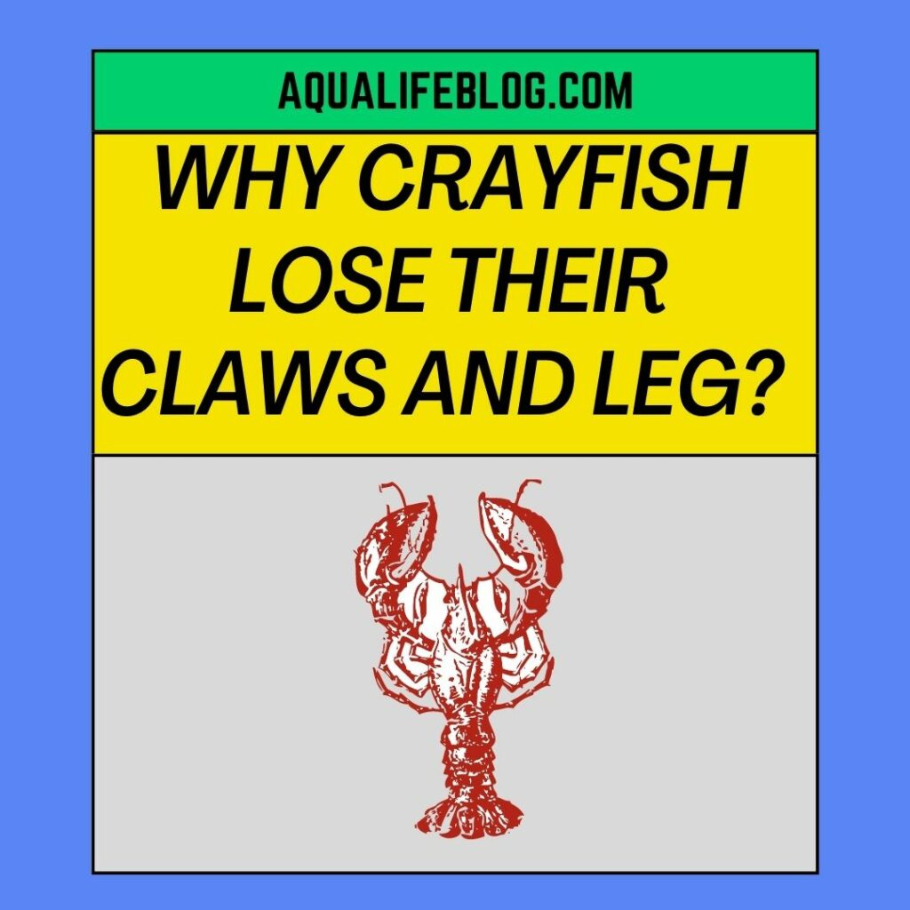 Crayfish Lose Their Claws And Leg