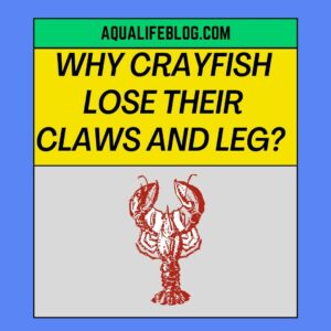 Crayfish Lose Their Claws And Leg