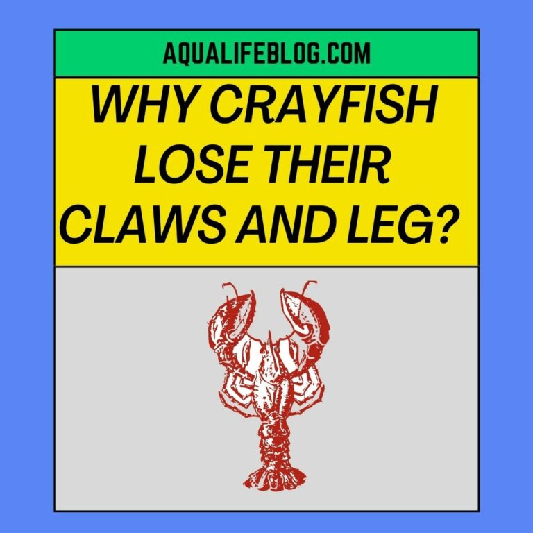 Why Do Crayfish Lose Their Claws And Leg? (Reasons Explained)