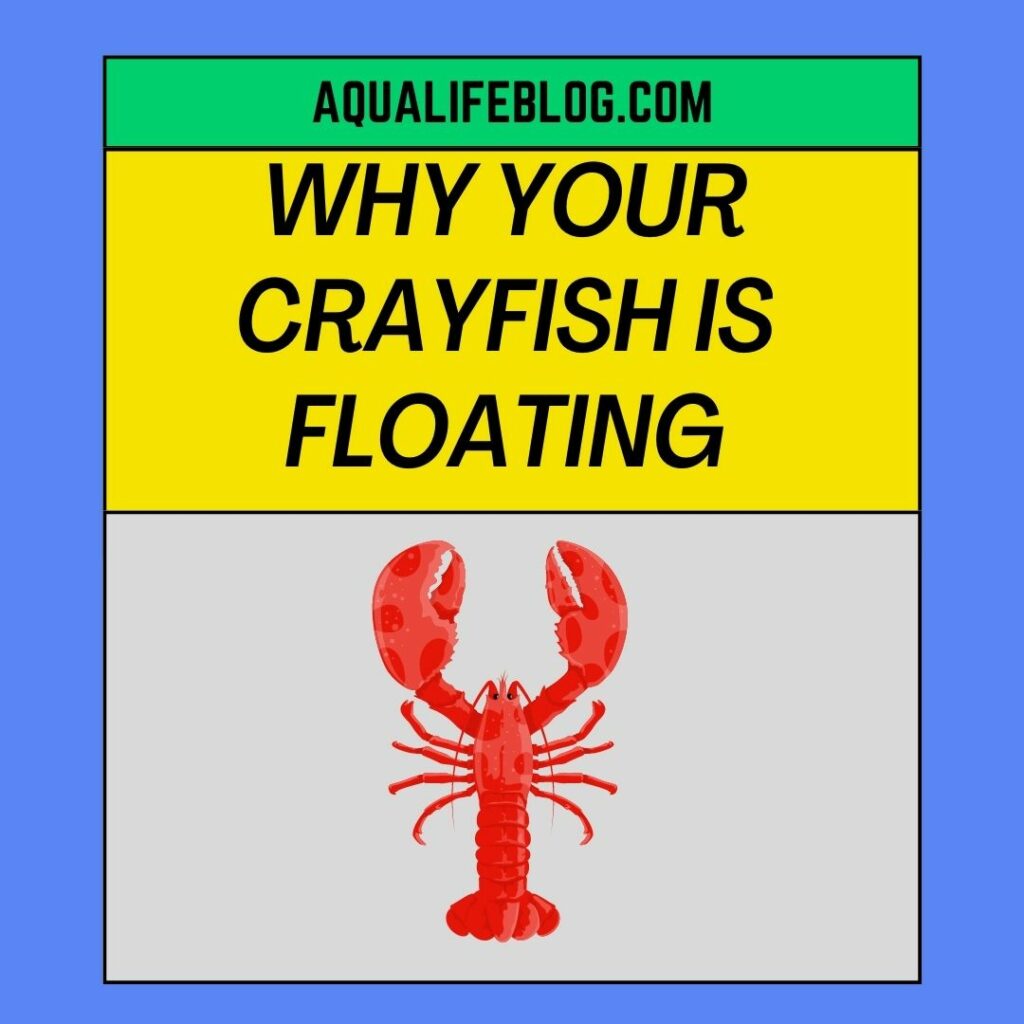 Why Your Crayfish Is Floating