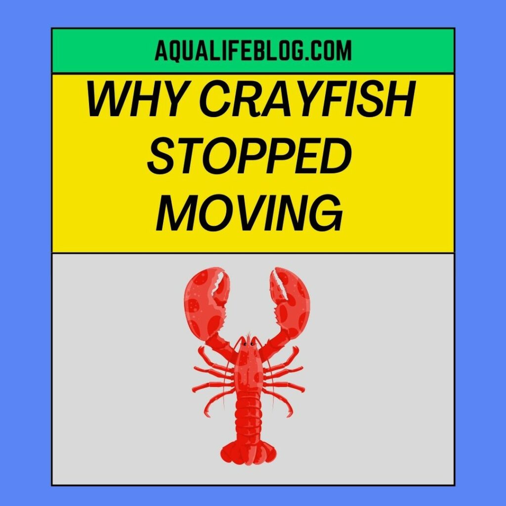Why Your Crayfish Stopped Moving