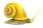 Do Apple snails change color? ( Gold Apple Snail)
