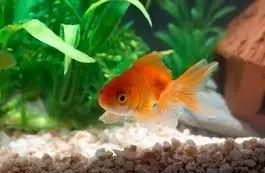 Goldfish in a crayfish tank