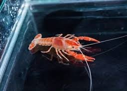 Can Crayfish live in tap water? 