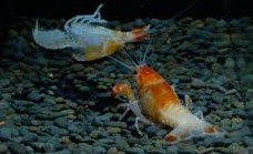 Crayfish molting