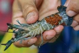 Crayfish with her eggs