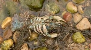 signs crayfish is dying