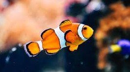 Can Clownfish live with Damselfish? 