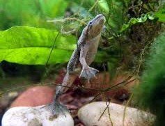 How long can African dwarf frogs go without food? 