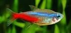 are Neon tetras dirty fish? ( why they ain't)