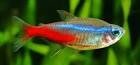 Are Neon Tetras Poisonous?