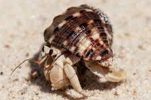 Can hermit crabs live with snakes? 