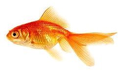 why do Goldfish open and close their mouth?