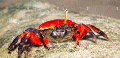 Can crabs and frogs live together? 