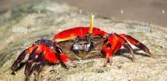 Can Red Claw Crab Live With Ghost Shrimp?