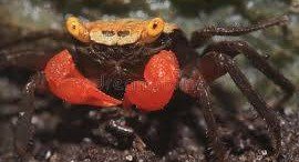 Can vampire crab live with fiddler crab? 