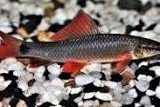 Why my rainbow shark is losing color