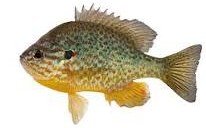 Do Sunfish Change Color? 