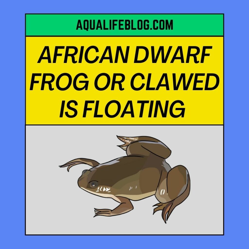 African Dwarf Frog Or African Clawed Is Floating