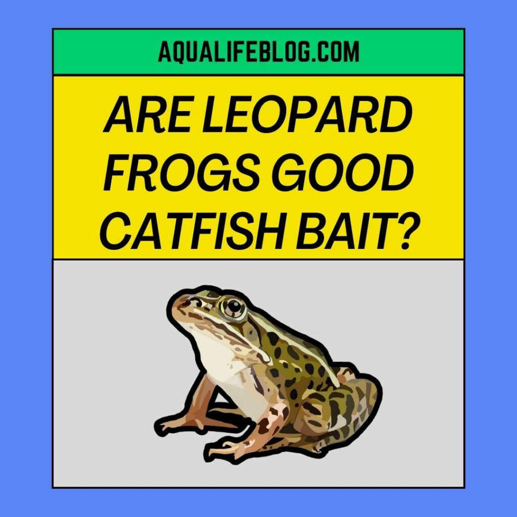 Are Leopard Frogs Good for Catfish Bait