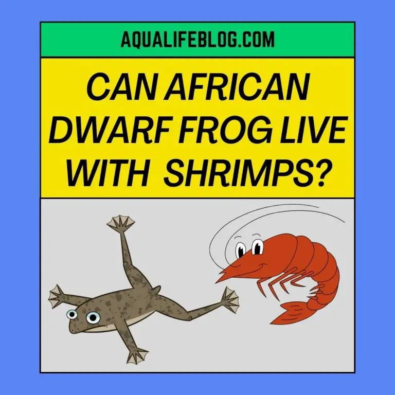 can-african-dwarf-frogs-live-with-shrimps-aqualife