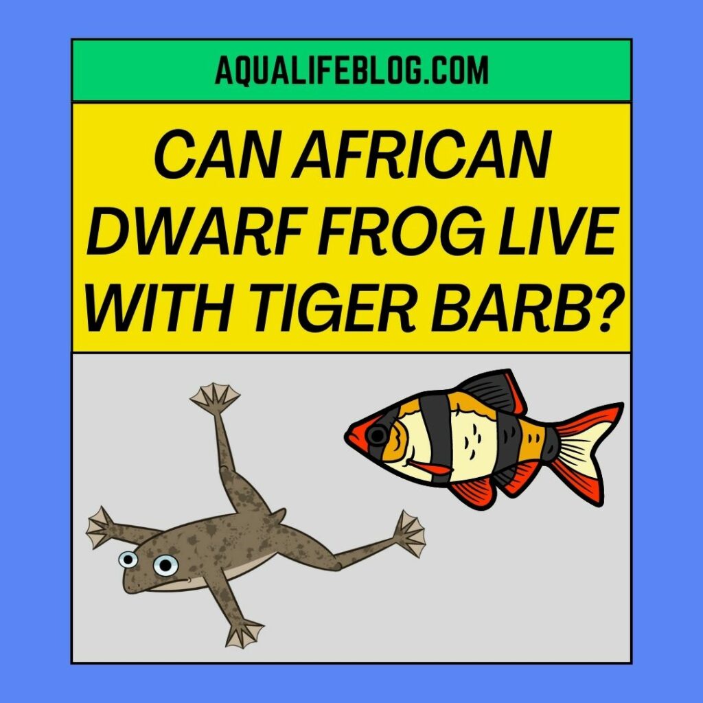 Can African Dwarf Frog Live With Tiger Barb